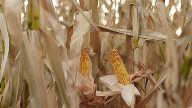 Ripe peeled corn cobs for making popcorn in field on stalks. Dry corn plants after drought before harvest. Saving harvest and confronting hunger crisis.