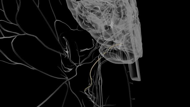 The glossopharyngeal nerve is the 9th cranial nerve .