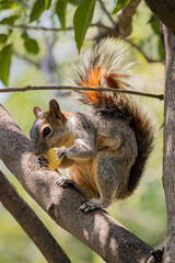 squirrel on a tree eating a chip