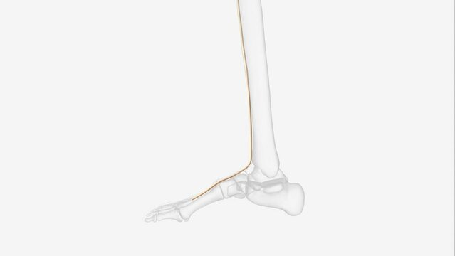 The deep fibular nerve (deep peroneal nerve) is a nerve of the leg. It is one of the terminal branches of the common fibular nerve .