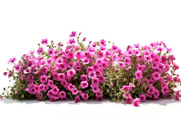 Flowerbed With Pink Flowers On White Background. Generative AI