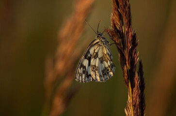 Motyl szachownica siedzi na źdźble trawy  w promieniach zachodzącego słońca © Zuzanna