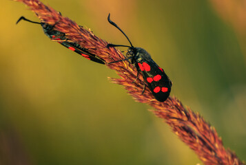 Czarny owad w czerwone kropki siedzący na trawie wieczorem o zachodzie słońca, drugi z gatunku w tle - obrazy, fototapety, plakaty