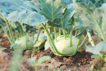 ripening Kohlrabi planted in the ground close-up