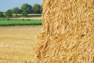 a stack of hay close-up in the field