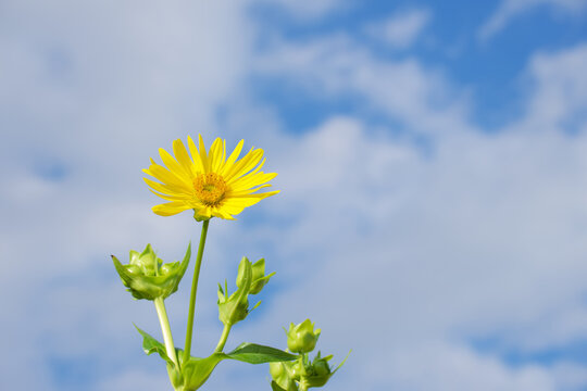 sunchoke flower on the sky background