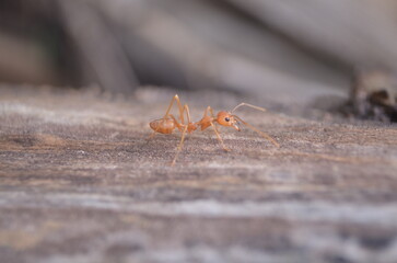 ant on wood
