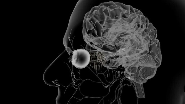 The olfactory nerves (I) are special sensory nerves for the sense of smell .