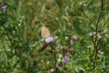Ringlet (Aphantopus hyperantus) butterfly sitting on a pink flower in Zurich, Switzerland