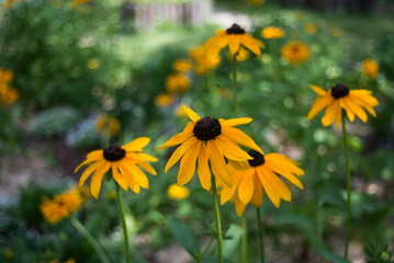 Closeup of orange color echinacea flowers in a garden