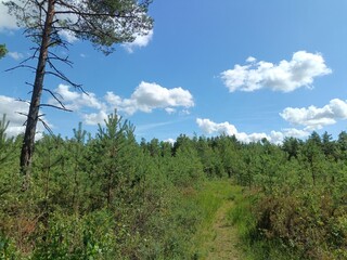 Rekyva forest during sunny day. Pine and birch tree woodland. Blueberry bushes are growing in woods. Sunny day. Nature. Rekyvos miskas.