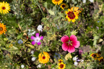 Obraz premium Wide variety of colourful wild flowers including corn marigold and cornflowers growing in the grass at Wisley garden, Surrey, UK. 