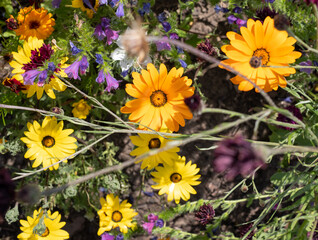 Obraz premium Variety of colourful wild flowers growing in the grass, photographed on a sunny day in midsummer in Surrey, UK. 