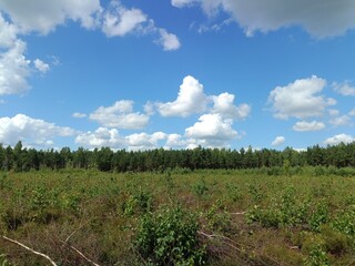 Obraz premium Rekyva forest during sunny day. Pine and birch tree woodland. Blueberry bushes are growing in woods. Sunny day. Nature. Rekyvos miskas.