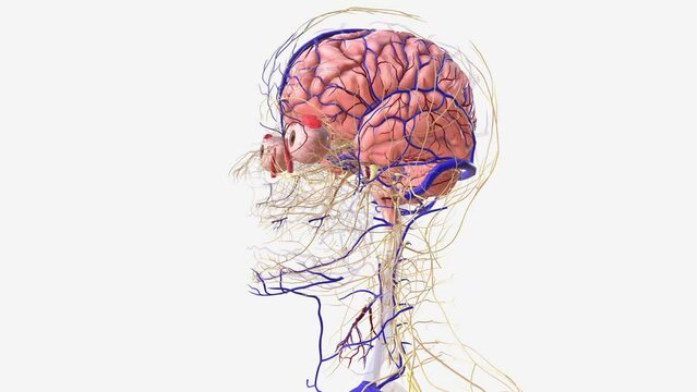 Nervous and vascular system of the human head and neck .