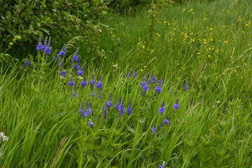 meadow with green grass and blue blooming flowers isolated close up  