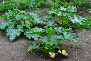 group of zucchini plants with wide green leaves on the garden bed close up  