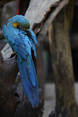 Close up the Blue and yellow macaw parrot bird in garden