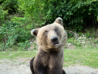 Fototapeta premium Bear brown bear twists his head along the body on the background of the forest. long-term impact.
