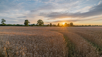 Ripening wheat field with trees at the edge of the field in sunset light. Rural sunset with wheat...