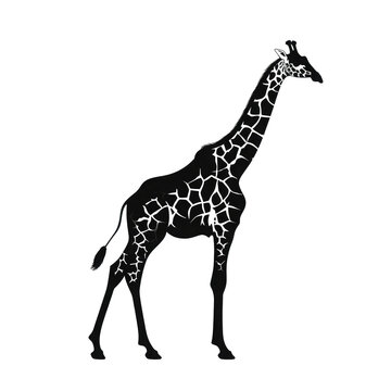 giraffe looking isolated on white