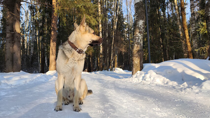 Dog German Shepherd in a winter day and white snow arround. Waiting eastern European dog veo and white snow