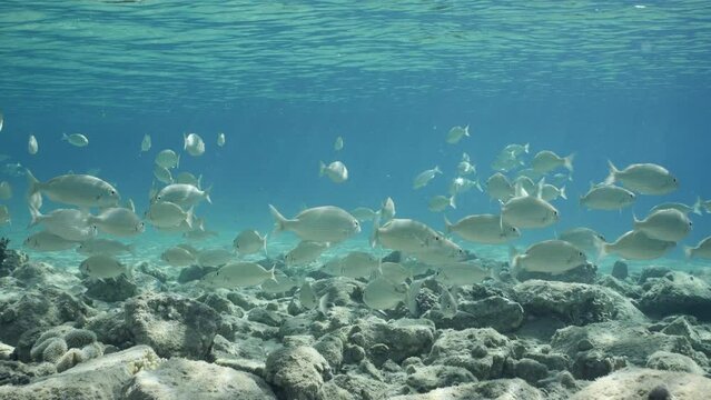 Slow motion, Large shoal of Brassy Chub (Kyphosus vaigiensis) floats over rocky seabed in shallow water on bright sunny day