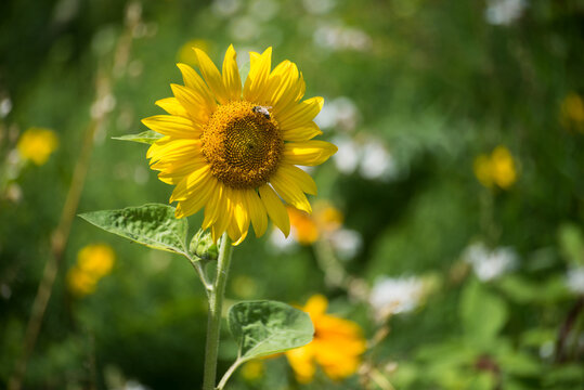 Closeup of bee on sunflower in a garden