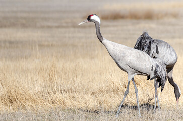 GRULLAS EN GALLOCANTA