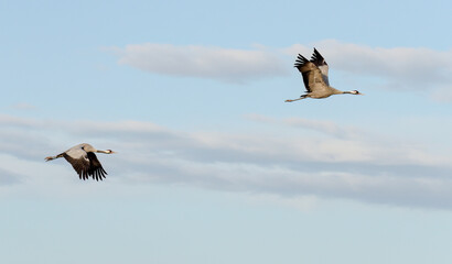 GRULLAS EN GALLOCANTA