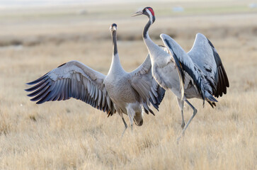 GRULLAS EN GALLOCANTA