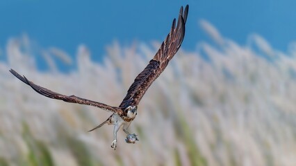 osprey