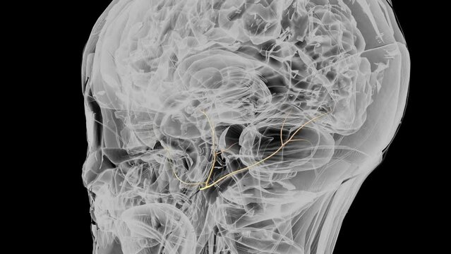 Posterior auricular branch of facial nerve .