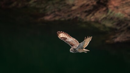 indian eagle owl