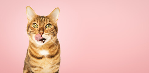 Bengal cat licks its lips on a pink background