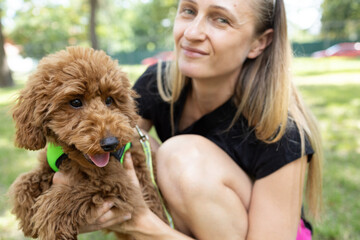 fluffy brown poodle puppy walks on a summer day with his female owner. Furry friend. Focus on the muzzle of a beloved pet