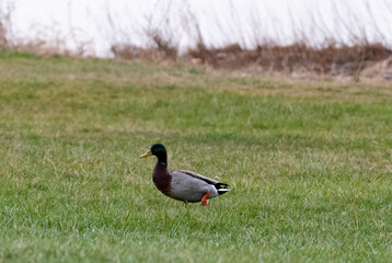 duck on the grass