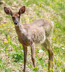 deer in the woods