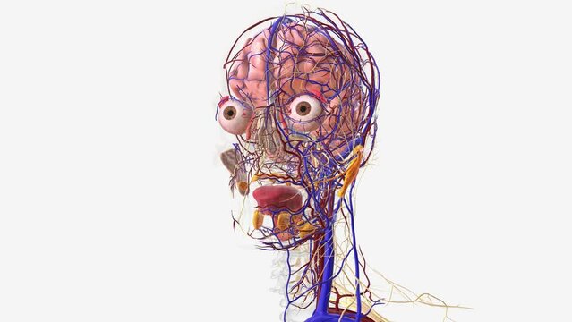 Nervous and vascular system of the human head and neck .