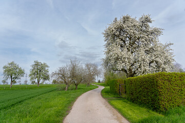 Obstbäume