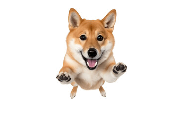 Gorgeous Shiba Inu Jumping Towards the Camera