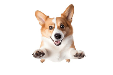 Happy Corgi Jumping Up Towards the Camera