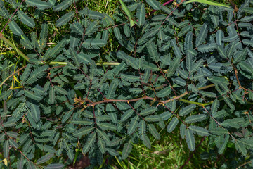 Sensitive plants (Mimosa pudica) are able to close their leaves when an object comes into contact with them.
