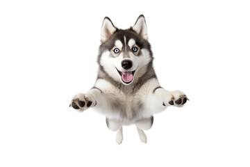 Exquisite Grey/Black Husky Dog Jumping Up Towards the Camera