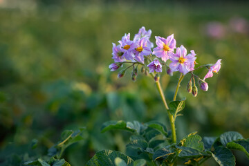 Blooming potato flowers in a potato field close-up. Growing organic vegetables.