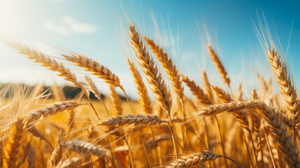 Barley field in the sunshine; ingredient for traditional Oktoberfest beer  - obrazy, fototapety, plakaty