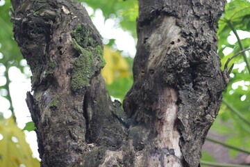 Photo of a tree trunk. The bark of the trunk is infested with pests. Bark destroyed by weather. Cracks and lichens on the surface of the trunk.