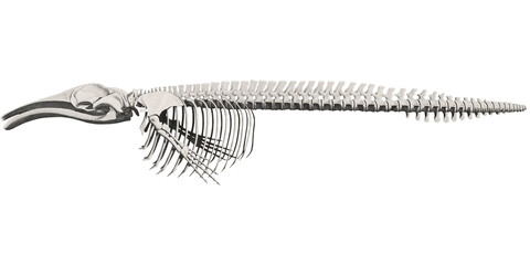 Animal Bones Retro Whale Animal Anatomy Skeleton Scientific Illustration Sea Animal