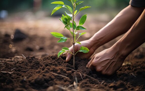 A person planting a young tree symbolizes the commitment to reforestation and environmental preservation
