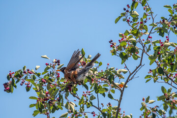 Robin in a tree in summer
